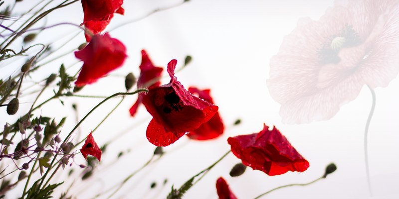 Festival of Remembrance